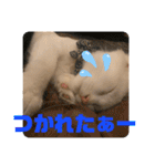井戸中ちくわスタンプ3（個別スタンプ：40）