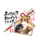 犬 スタンプ・お正月（個別スタンプ：3）
