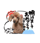 犬 スタンプ・お正月（個別スタンプ：5）