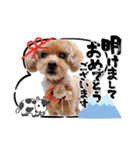 犬 スタンプ・お正月（個別スタンプ：6）