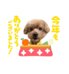 犬 スタンプ・お正月（個別スタンプ：17）