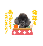 犬 スタンプ・お正月（個別スタンプ：18）