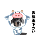 犬 スタンプ・お正月（個別スタンプ：32）