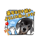 犬 スタンプ・お正月（個別スタンプ：36）