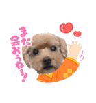 犬 スタンプ・お正月（個別スタンプ：37）