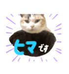 ゆかいな猫達（個別スタンプ：1）