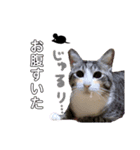 ゆかいな猫達（個別スタンプ：3）