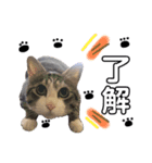 ゆかいな猫達（個別スタンプ：6）