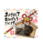 猫のキャベツ君（個別スタンプ：1）