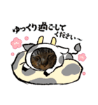 猫のキャベツ君（個別スタンプ：3）