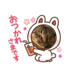 猫のキャベツ君（個別スタンプ：8）