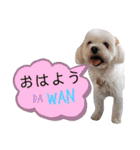 我が家の愛犬達だWAN（個別スタンプ：1）