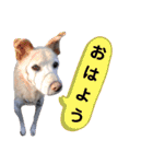 我が家の愛犬達だWAN（個別スタンプ：2）