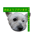 我が家の愛犬達だWAN（個別スタンプ：3）