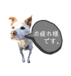 我が家の愛犬達だWAN（個別スタンプ：4）