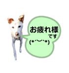 我が家の愛犬達だWAN（個別スタンプ：6）