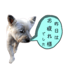 我が家の愛犬達だWAN（個別スタンプ：8）