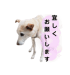 我が家の愛犬達だWAN（個別スタンプ：10）