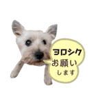 我が家の愛犬達だWAN（個別スタンプ：11）