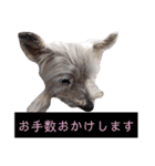 我が家の愛犬達だWAN（個別スタンプ：13）