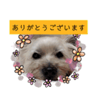 我が家の愛犬達だWAN（個別スタンプ：15）