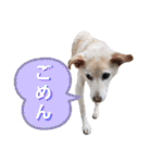 我が家の愛犬達だWAN（個別スタンプ：21）