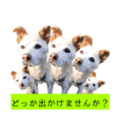 我が家の愛犬達だWAN（個別スタンプ：25）