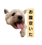 我が家の愛犬達だWAN（個別スタンプ：26）