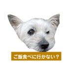 我が家の愛犬達だWAN（個別スタンプ：28）