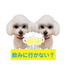 我が家の愛犬達だWAN（個別スタンプ：29）