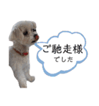 我が家の愛犬達だWAN（個別スタンプ：31）