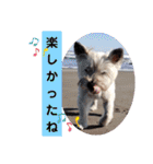 我が家の愛犬達だWAN（個別スタンプ：33）