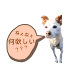 我が家の愛犬達だWAN（個別スタンプ：36）