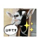 年長山羊（個別スタンプ：1）