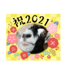 年長山羊（個別スタンプ：5）