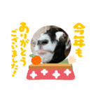 年長山羊（個別スタンプ：6）