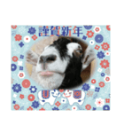 年長山羊（個別スタンプ：7）