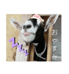 年長山羊（個別スタンプ：8）