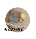 セキセイインコの楽しいスタンプ（個別スタンプ：16）