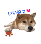 柴犬みみ太です。第3弾♡（個別スタンプ：1）