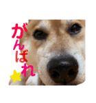 柴犬みみ太です。第3弾♡（個別スタンプ：2）