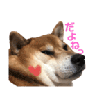 柴犬みみ太です。第3弾♡（個別スタンプ：3）