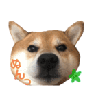 柴犬みみ太です。第3弾♡（個別スタンプ：4）