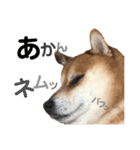 柴犬みみ太です。第3弾♡（個別スタンプ：5）