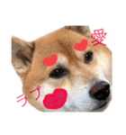 柴犬みみ太です。第3弾♡（個別スタンプ：7）