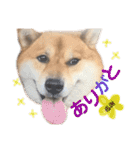 柴犬みみ太です。第3弾♡（個別スタンプ：8）