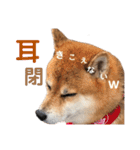 柴犬みみ太です。第3弾♡（個別スタンプ：9）