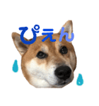 柴犬みみ太です。第3弾♡（個別スタンプ：10）