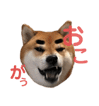 柴犬みみ太です。第3弾♡（個別スタンプ：12）