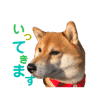 柴犬みみ太です。第3弾♡（個別スタンプ：14）